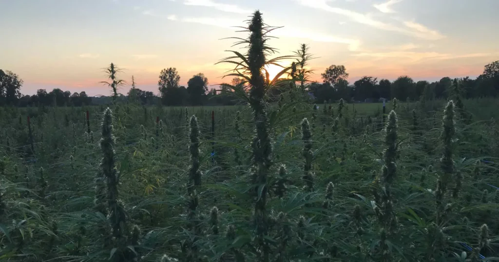19-9 hemp crop cbd flower Swartz Creek Michigan