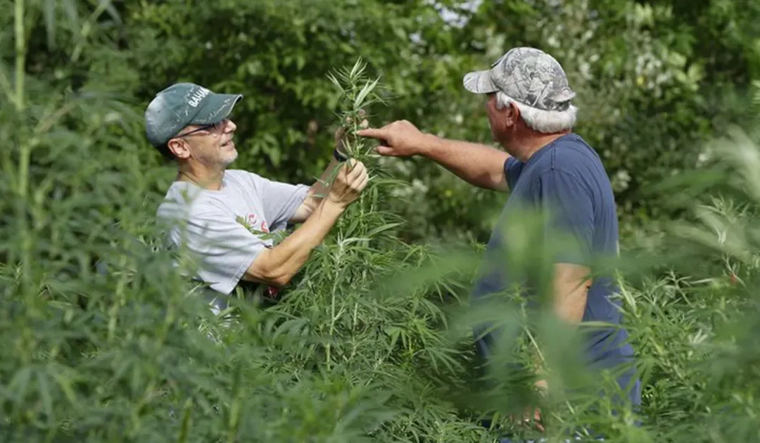 The Story of iHemp Michigan goes International