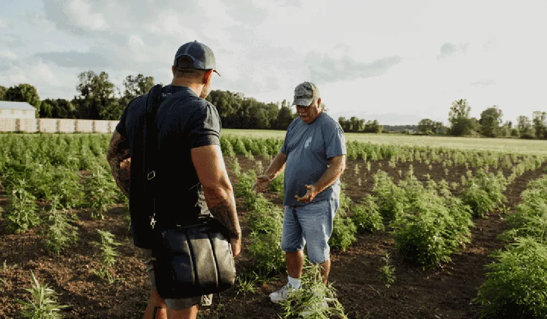 Michigan Hemp Harvest Comes In, With Farmers High On Its Potential