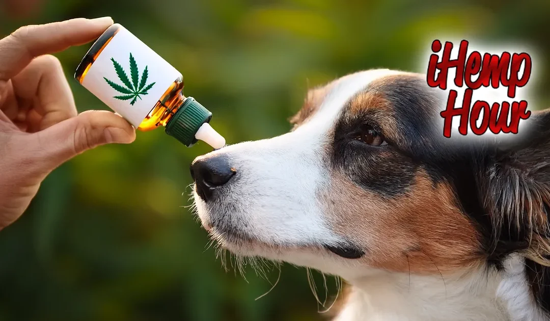 Dr. Jeffrey Powers of Beaver Island Hemp talks about pets and CBD on the iHemp Hour