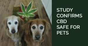 CBD Hemp For Dogs Study