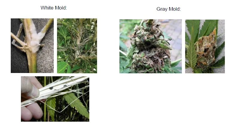 Free Hemp Disease & Pest Diagnosis